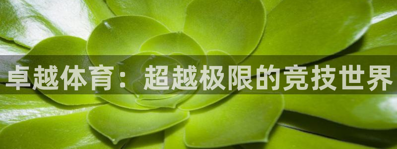 熊猫体育公园：卓越体育：超越极限的竞技世界